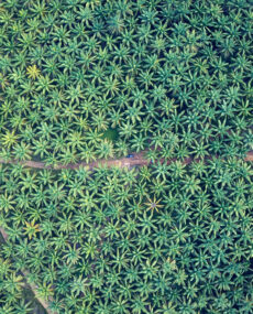 Palm,Plantation,Aerial,Indonesia