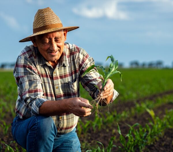 Senior,Farmer,Standing,In,Corn,Field,Examining,Crop,In,His